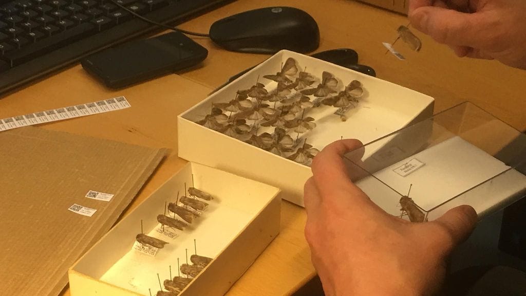 Luomus, digitointi, yökköset