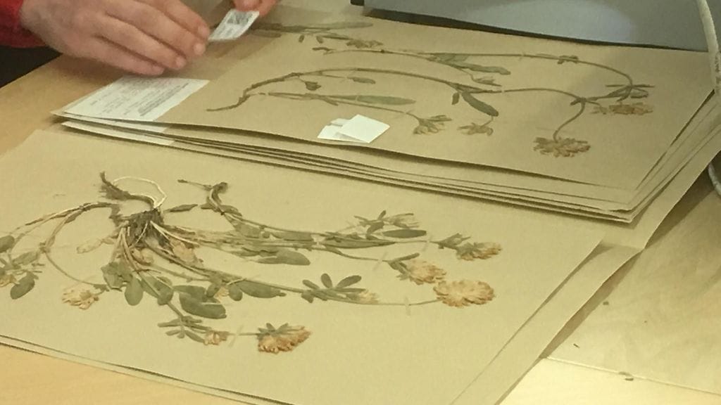 Luomus, digitointi, kasvit