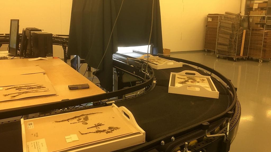 Luomus, digitointi, kasvit, kasvinäytteet