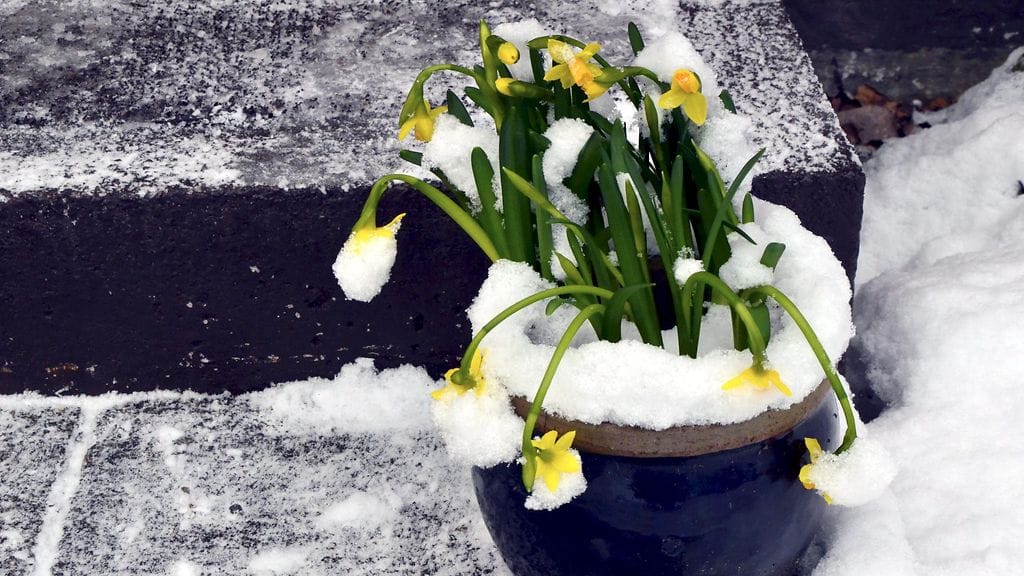 Lumi peitti narsissit perjantaiaamuna Keravalla 18. maaliskuuta 2016.