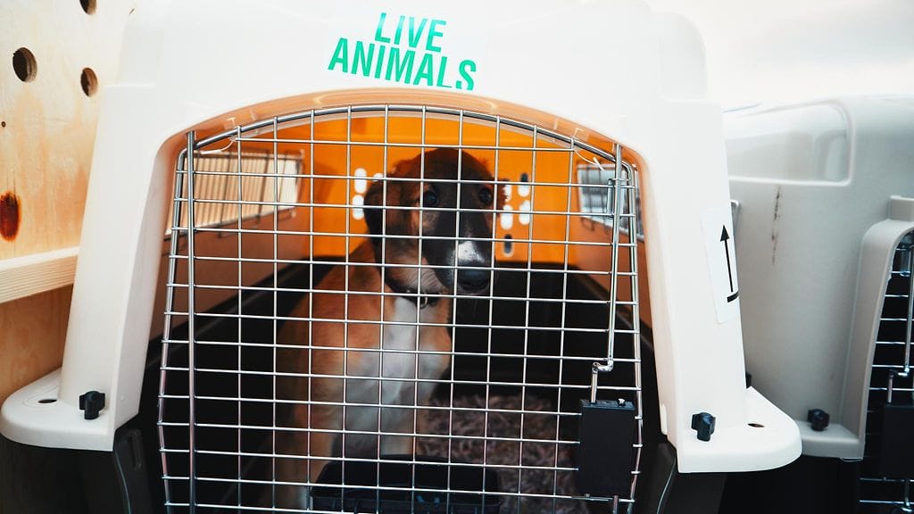 Omistaja on kiitollinen työntekijälle, joka lohdutti hänen lentopelostaan kärsivää koiraa.