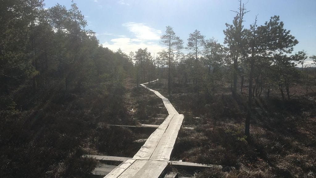Torronsuo, kansallispuisto