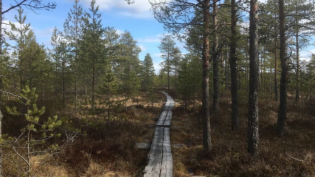 Torronsuo, kansallispuisto, pitkospuut