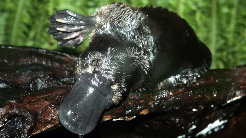 Vesinokkaeläin eläintarhassa. Yksilö ei liity tapauksiin.