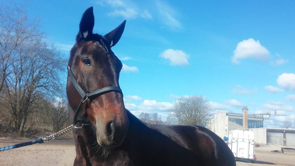 Olivia Trot saattaa vielä tuplata reilun 40 000 euron suuruisen voittosummansa, mikäli omistajavalmentajan toiveet käyvät toteen.