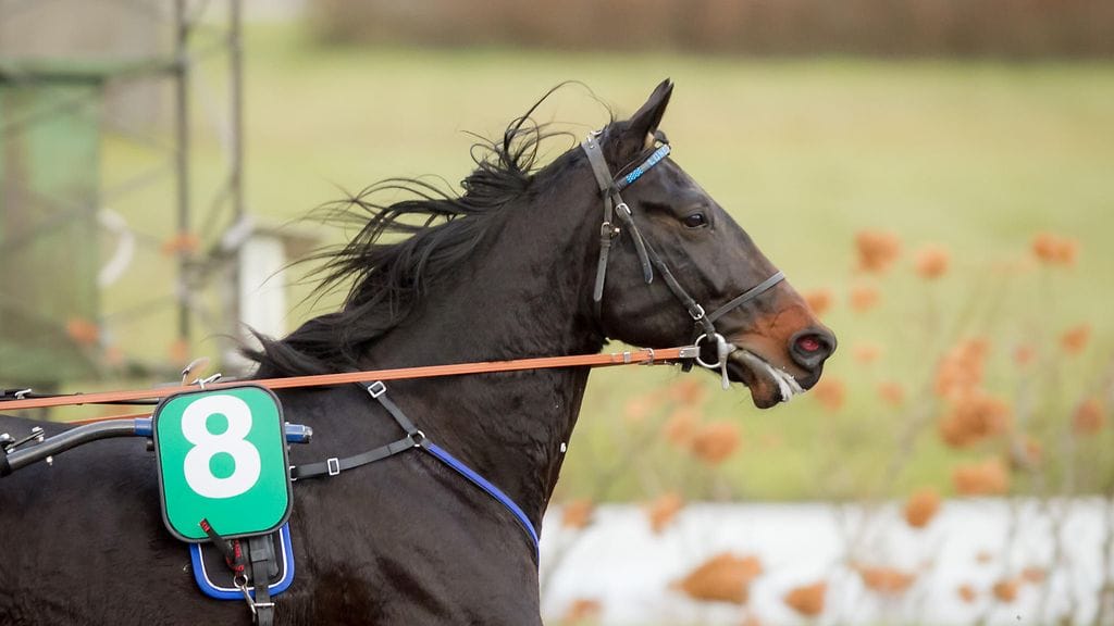 Lonely Rider starttaa kolmen kierroksen matkalle voltin radalta kolme.