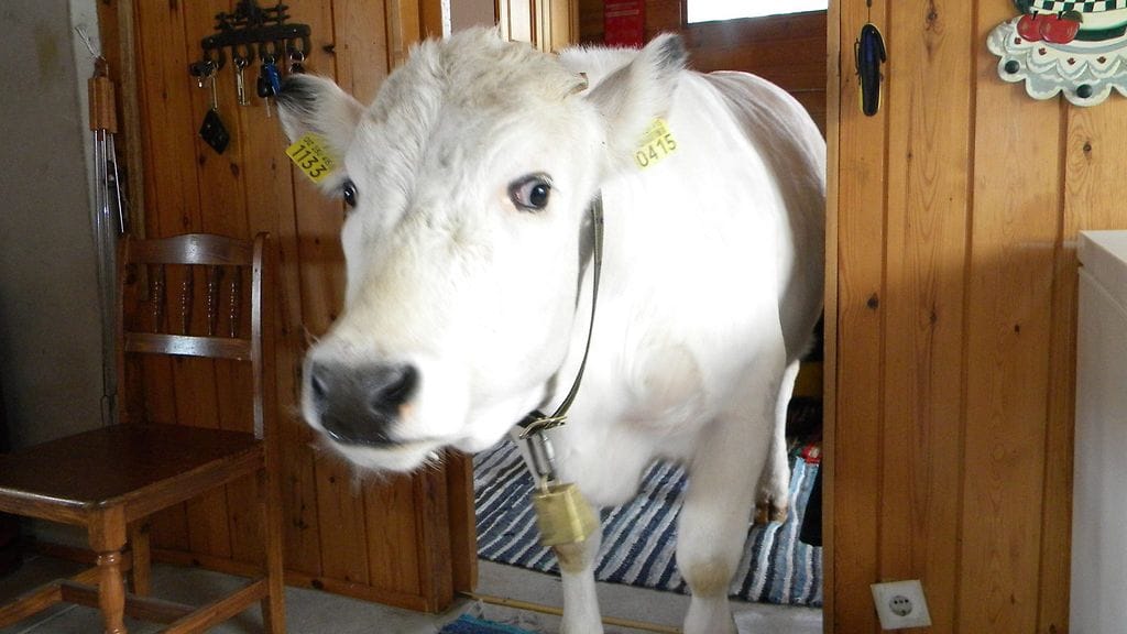 Niila-härkä tuli tupaan. Kuva: Toni Anttila