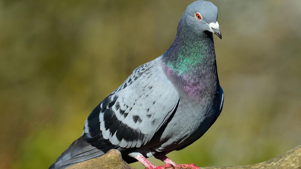 Kuvituskuva. Kuvan lintu ei liity tapaukseen.