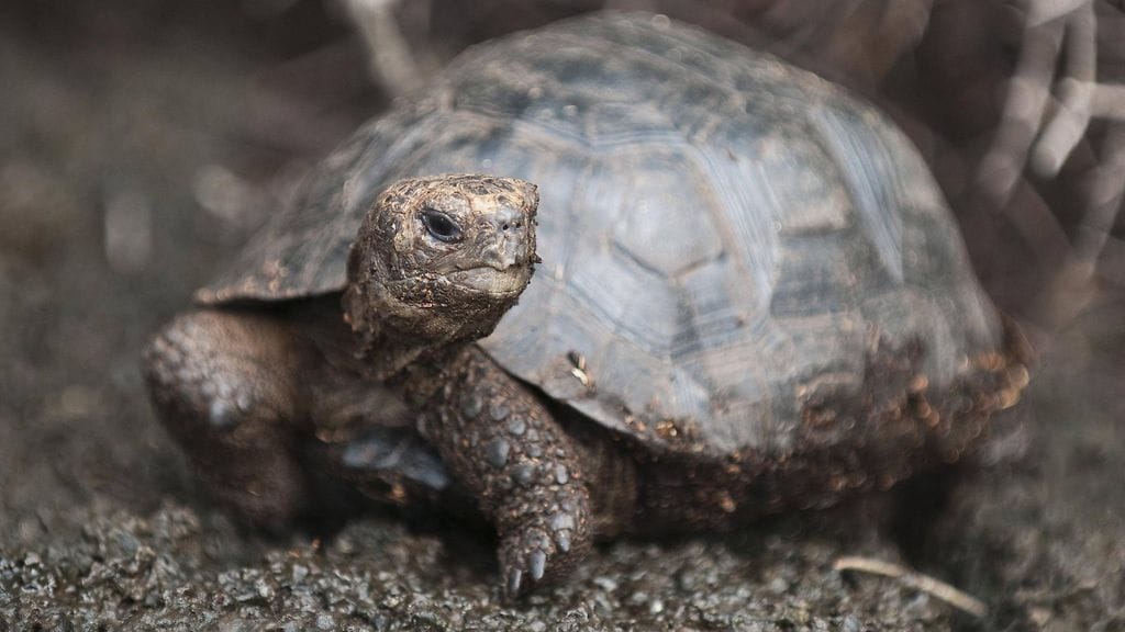 Kuvan kilpikonna ei liity uutiseen.