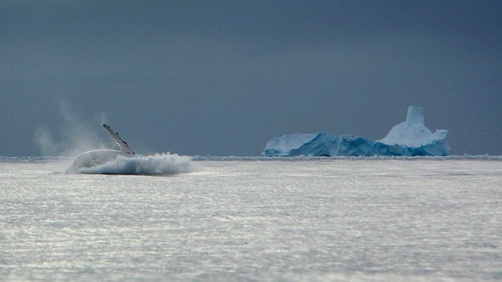 Ryhävalas, valaat, Etelämanner