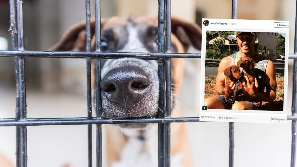 Australialaismies kertoo elävänsä ja hengittävänsä koiria.