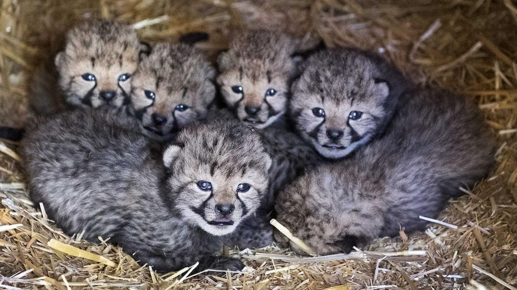 Gepardi, gepardit, poikaset, kissaeläimet