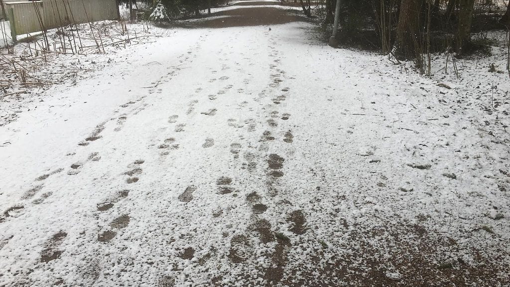 Ei, tätä ei ole kuvattu marraskuussa vaan tänään aamulla. Kuinka kaunis onkaan Suomen kevät!