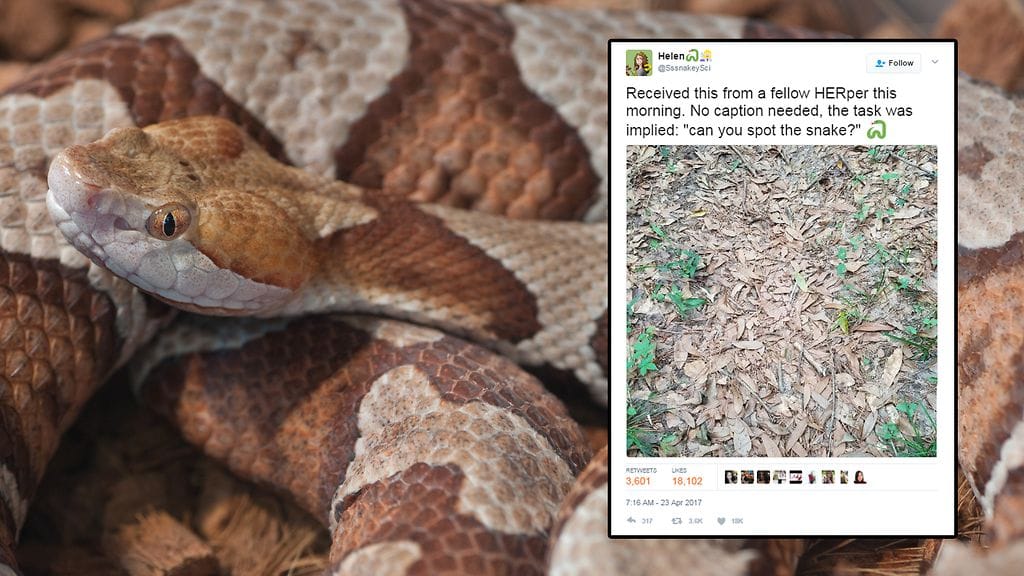 Kuvituskuva Shutterstock, toisen kuvan lähde Twitter.