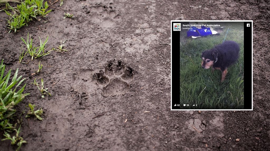 Pelastaja epäilee, että koira oli saattanut olla pellolla viikonlopun yli.