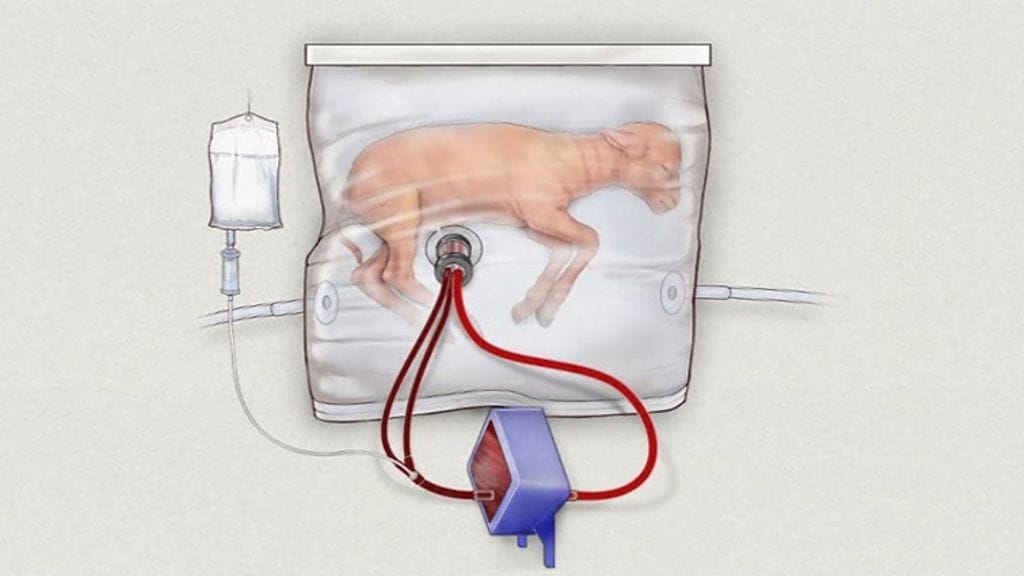 Kokeita tehneet arvioivat, että keinokohtu voitaisiin saada koekäyttöön jo kolmen vuoden sisällä.