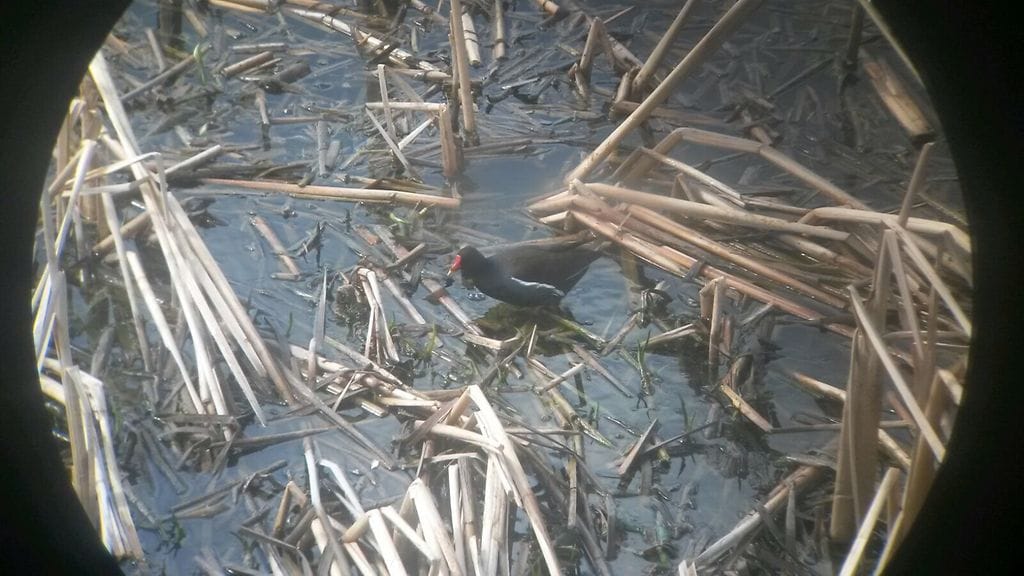 Liejukana, muuttolinnut