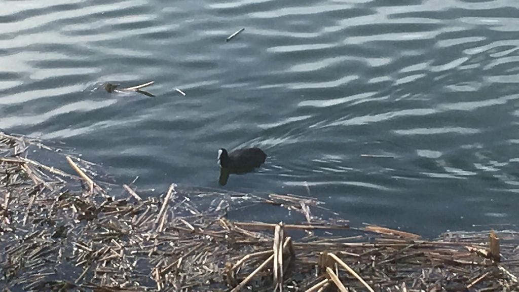 Nokikana, muuttolinnut, vesilinnut