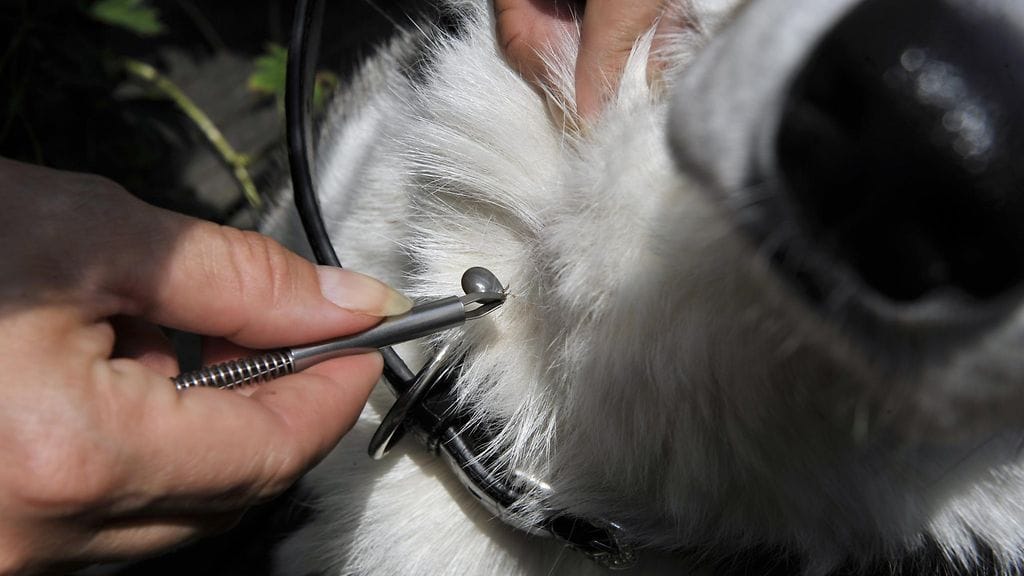 Punkit ovat koiranomistajien riesa etenkin rannikolla ja saaristossa. Kuvituskuva.