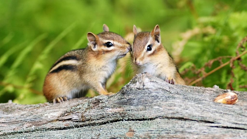 Kuvituskuva. Oravanpoikaset joutuivat myrskyn aikana eroon emostaan.