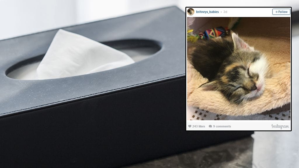 Kuvituskuva Shutterstock, toisen kuvan lähde Instagram.