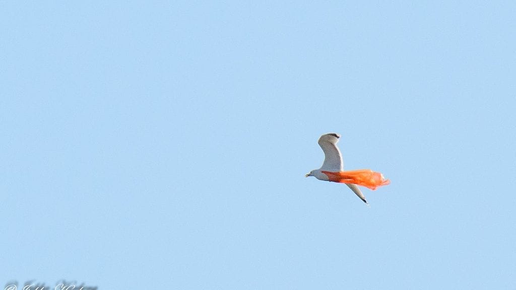 Lokki lensi muovipussiin kietoutuneena Kaarinassa.