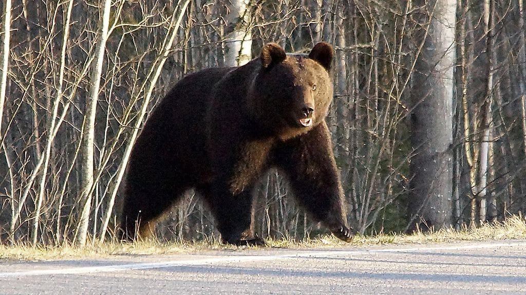 jorma ukkonen karhukuva 1