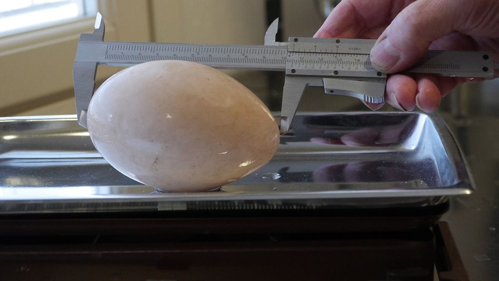 Markku Rasimuksen yllätti perunapellolta löytynyt suurikokoinen muna.  Se paljastui joutsenen munaksi.