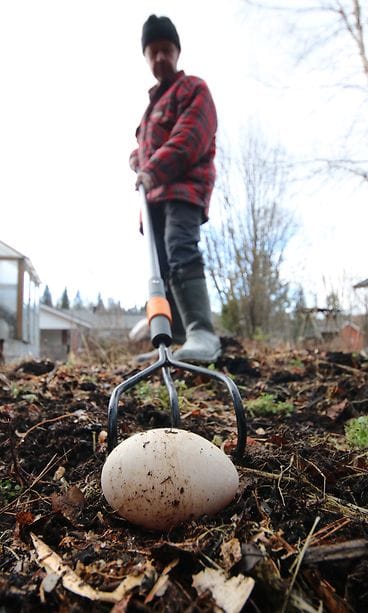 Joutsenen muna, löytöpaikka