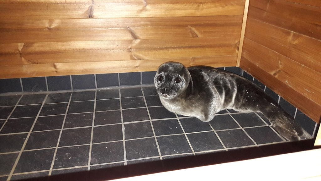 Kuutti 1, Henri Ukonaho