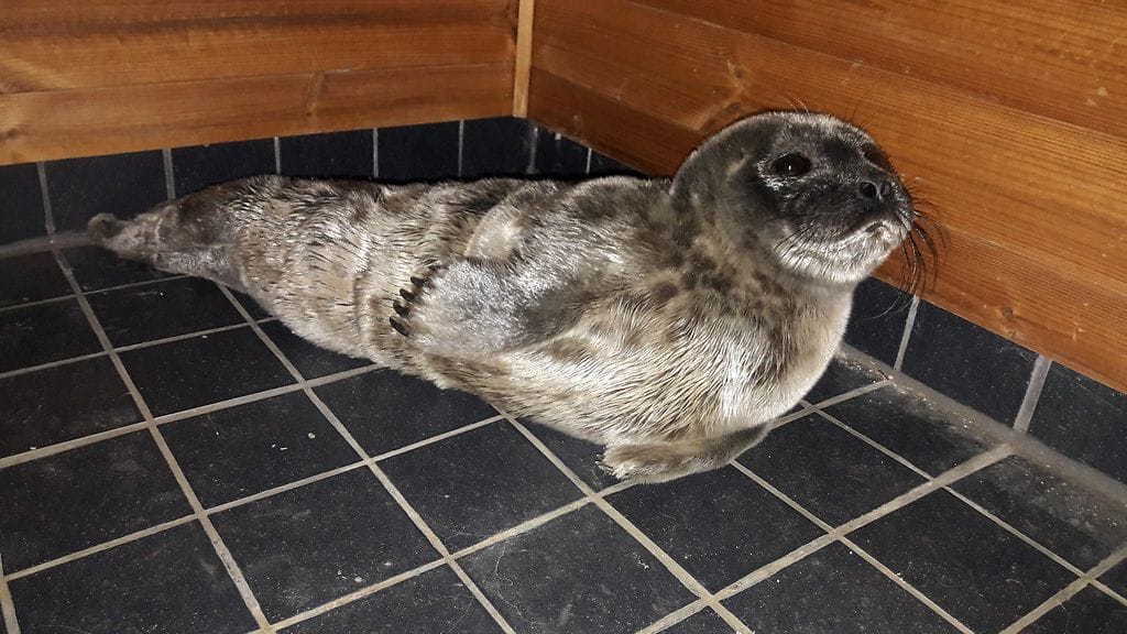 Kuutti 3, Henri Ukonaho