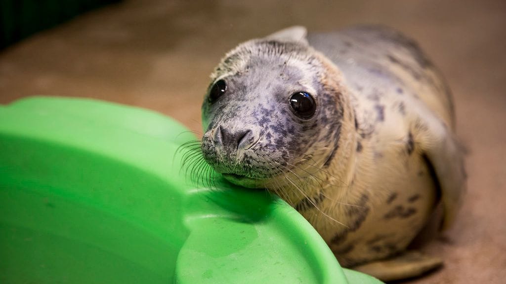 Kuutti 1 Korkesaareeen tuotu huonokuntoisia kuutteja