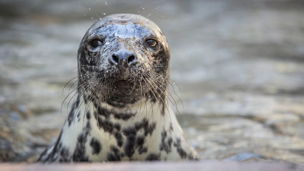 Kuutti 2 Korkesaareeen tuotu huonokuntoisia kuutteja