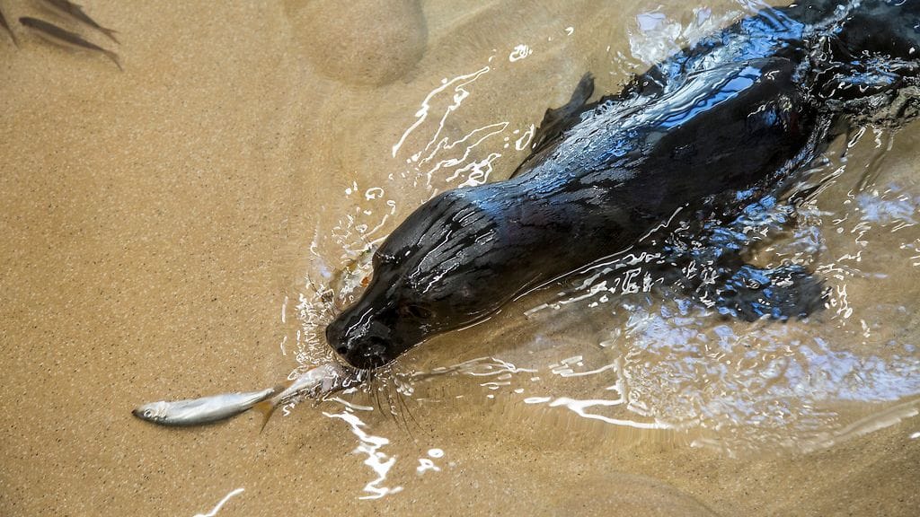 Kuutti 3 Korkesaareeen tuotu huonokuntoisia kuutteja