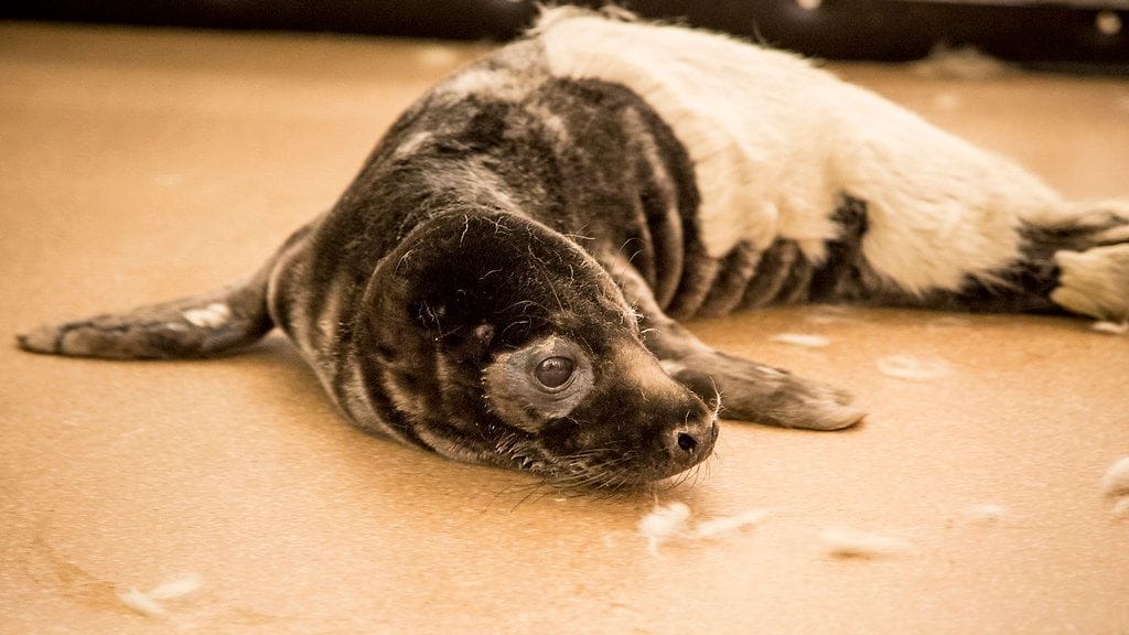 Kuutti 4 Korkesaareeen tuotu huonokuntoisia kuutteja