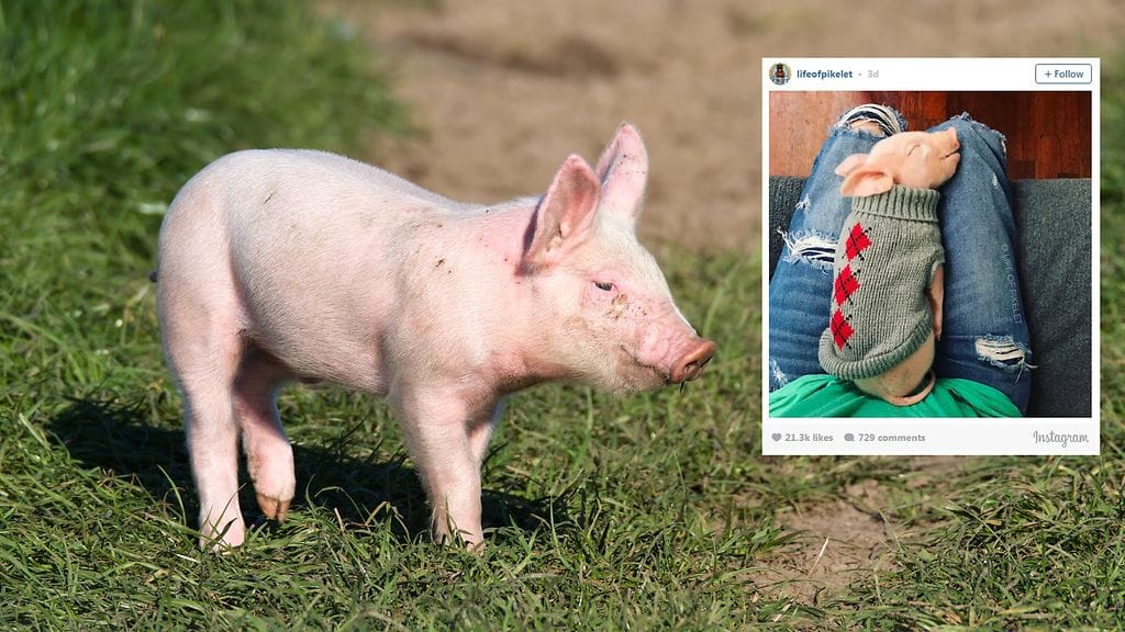 Pillow-possu nauttii nyt täysin rinnoin uudesta kodistaan.