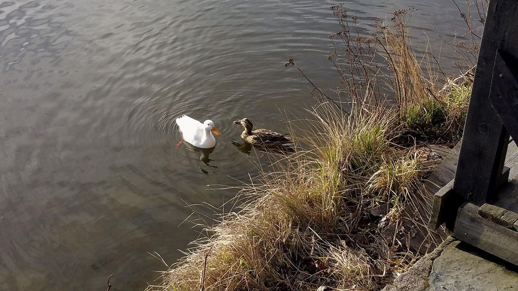 Töölönlahdella elelevä vitivalkoinen sinisorsan ja sen löytämän kumppanin suhteesta ei voida olla varmoja.