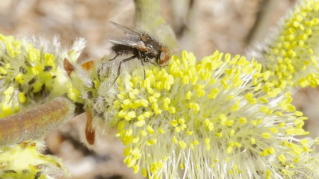 Kärpänen kesä lukijan kuva