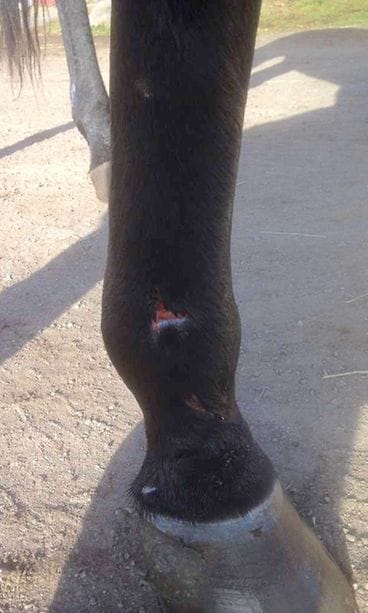 Jeppas Pointer haava jalassa