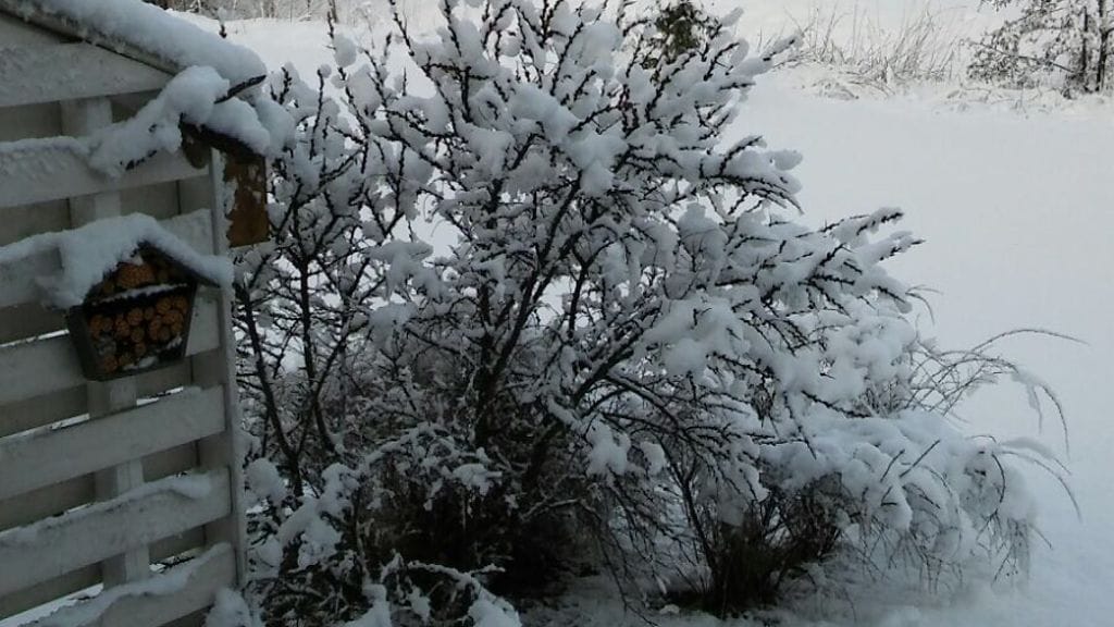 Lunta Porissa 8.5.2017.