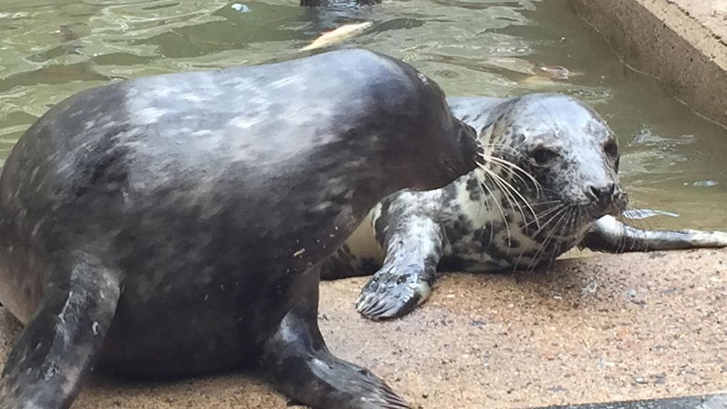 kuutti_korkeasaari_3