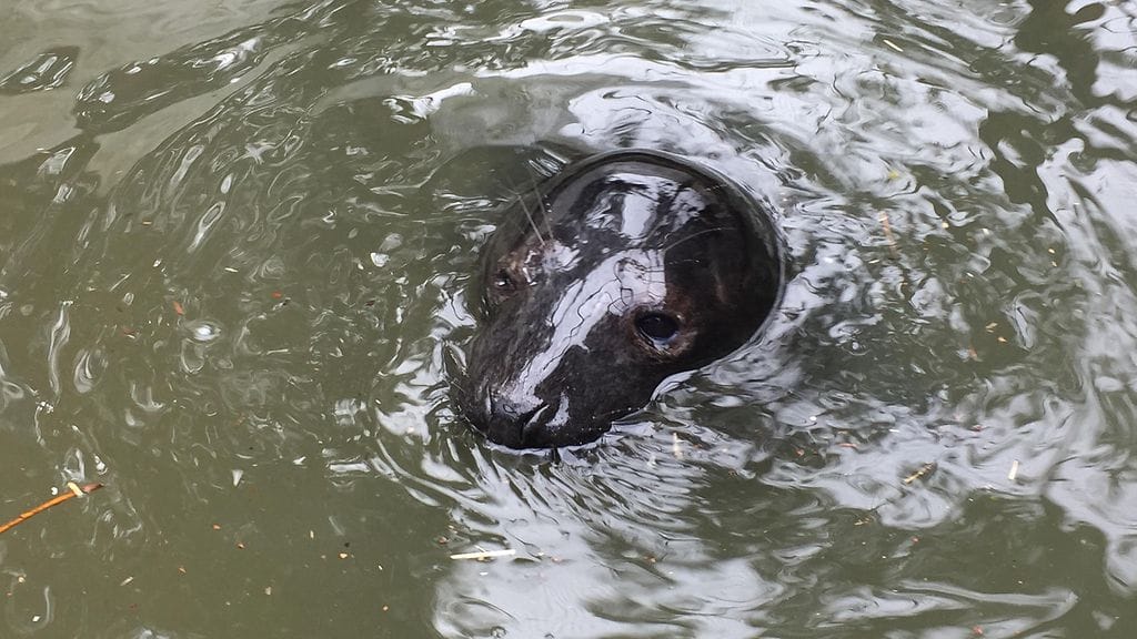 kuutti_korkeasaari_6