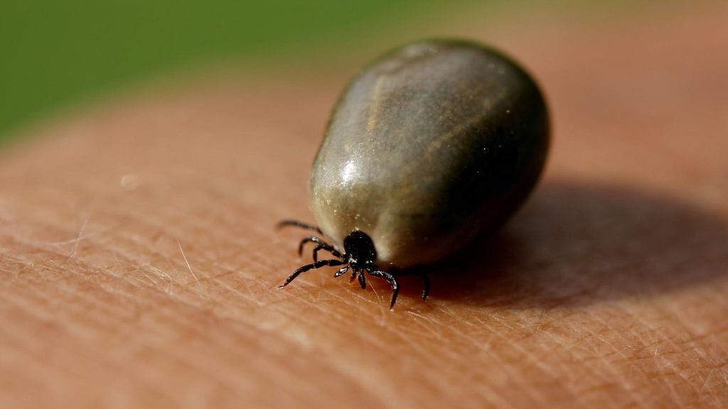 Punkkien pahin vihollinen luonnossa on kuivuminen.