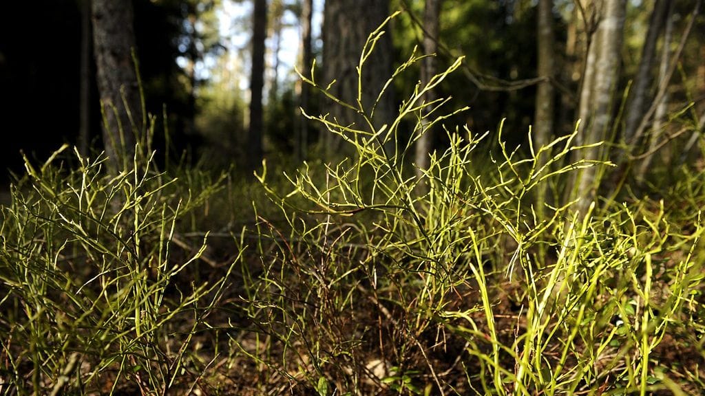 Puutiaiset viihtyvät mustikkametsissä.