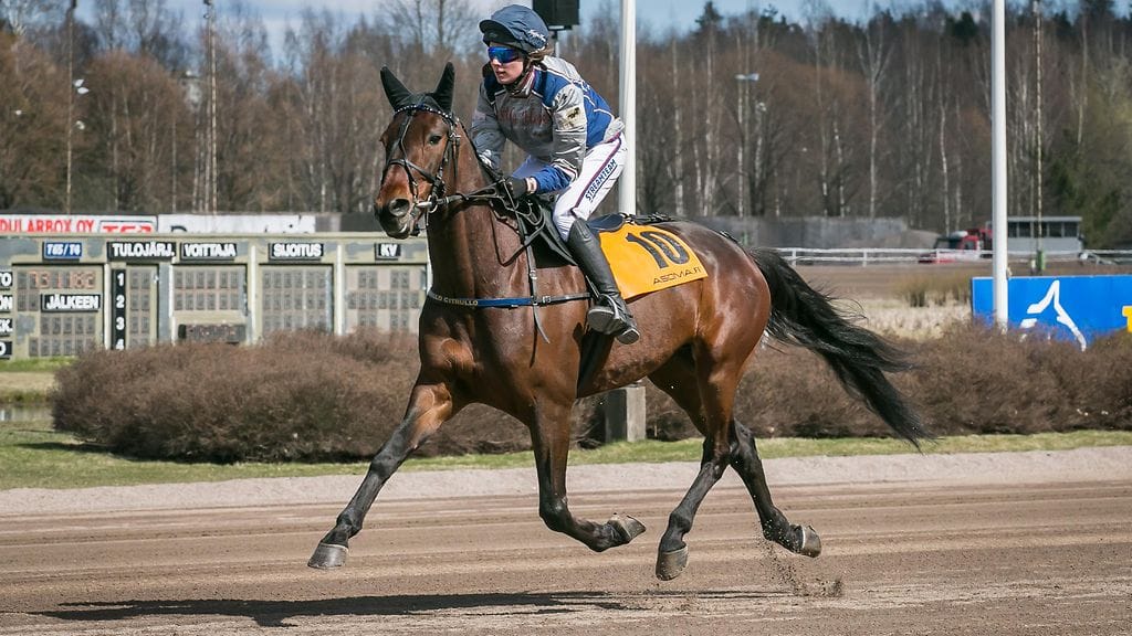 Montelähdöistä uutta virtaa saanut Bullo Citrullo loukkaantui reilu viikko sitten parantumattomasti. Sen raviura on auttamatta ohi.