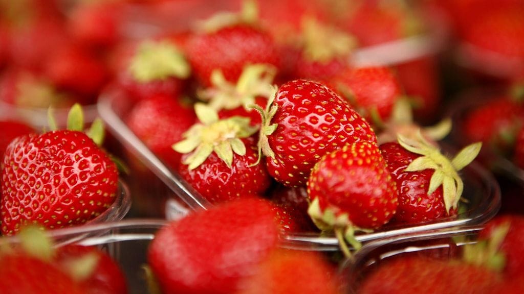 Mansikoita on tulossa juhannukseksi.