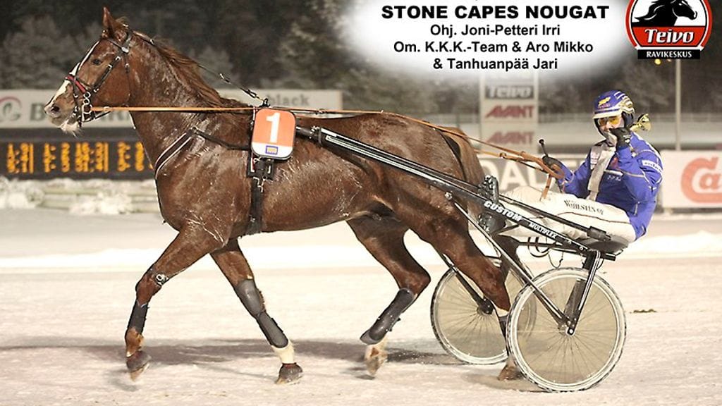 Tuija Irrin tallilla yhä valmentautuva Stone Capes Nougat on yksi Irrin perheen huutokauppaostoksista. Se on päässyt poseeraamaan voittokuviin myös kotiradallaan Teivossa.