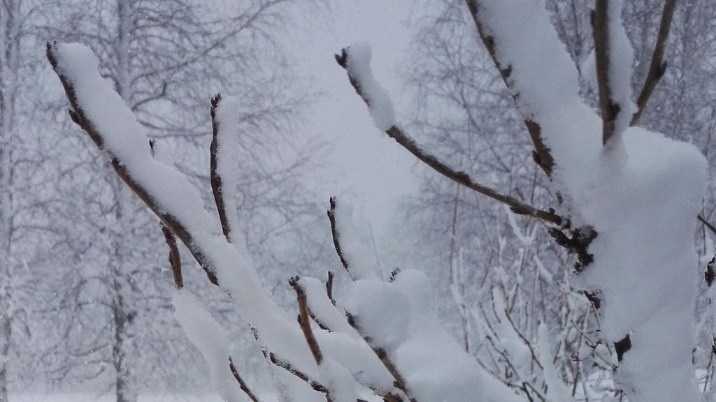 Kainuussa saattoi halutessaan hiihtää viikonloppuna.
Kuva: Ulla Väisänen