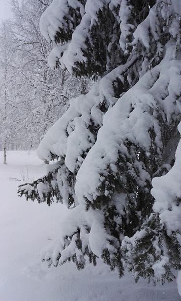 Kainuu, lumisade (1)