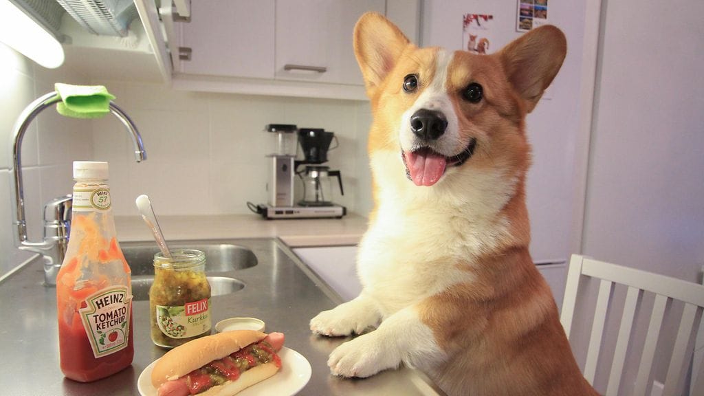 Topi-koira herkuttelemassa "kuumalla koiralla".